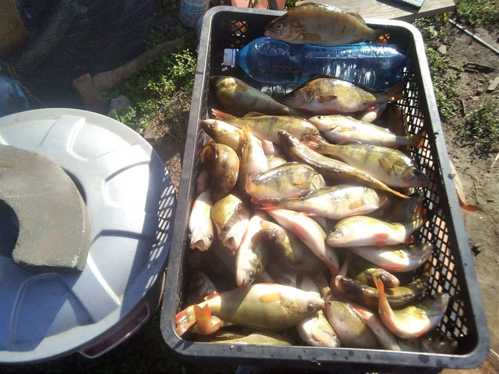 Карасукский,, окунек,,. 02.09.22