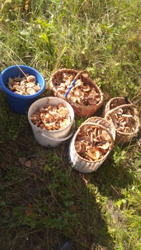 На икру насобирали!...