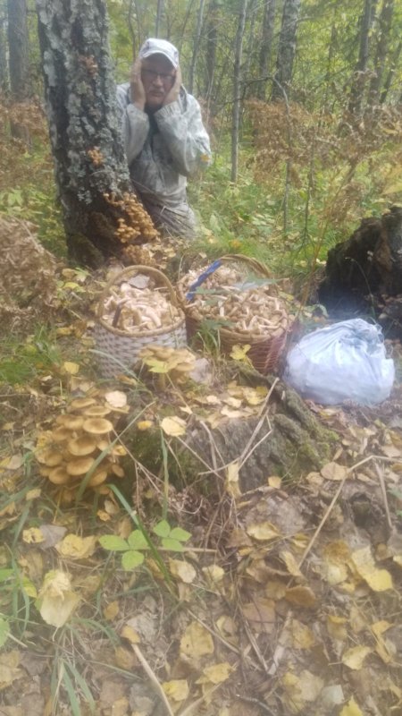 Грибалка "Онлайн"!!!
