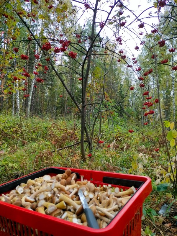 Днём грибалка,вечером рыбалка