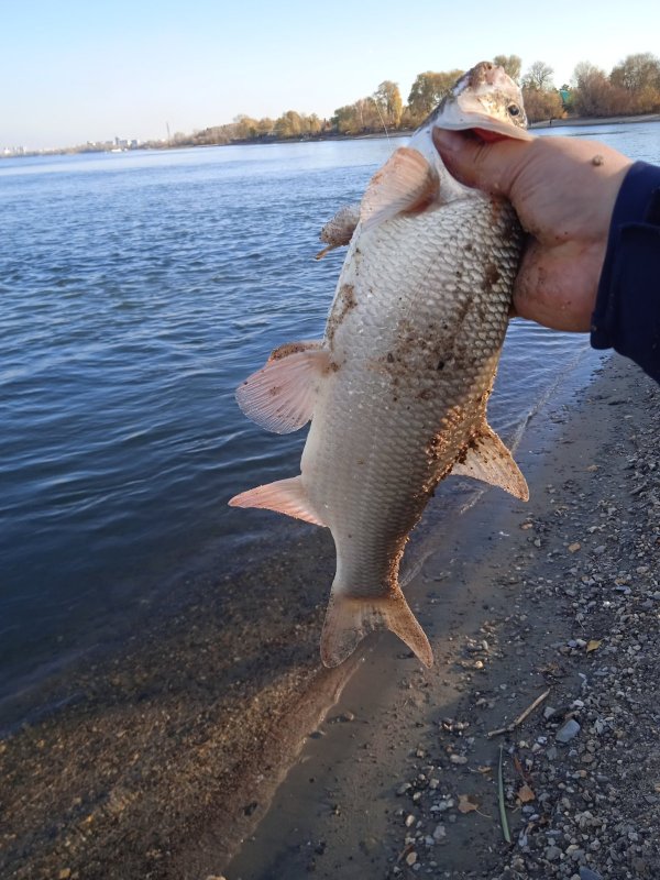 Язь жирует🎣