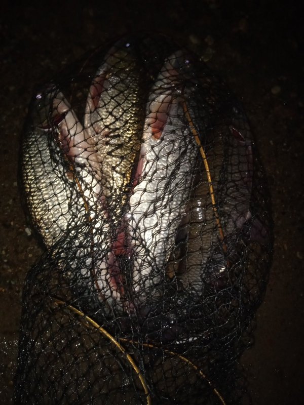 Язь тоже рыба🎣