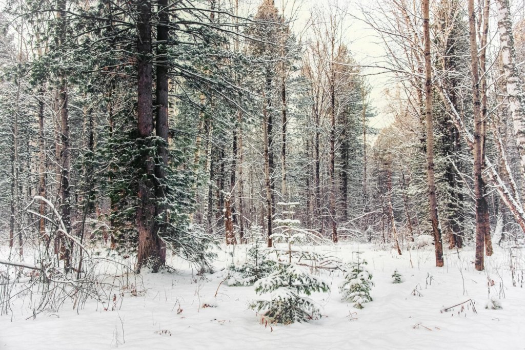 Зимний лес