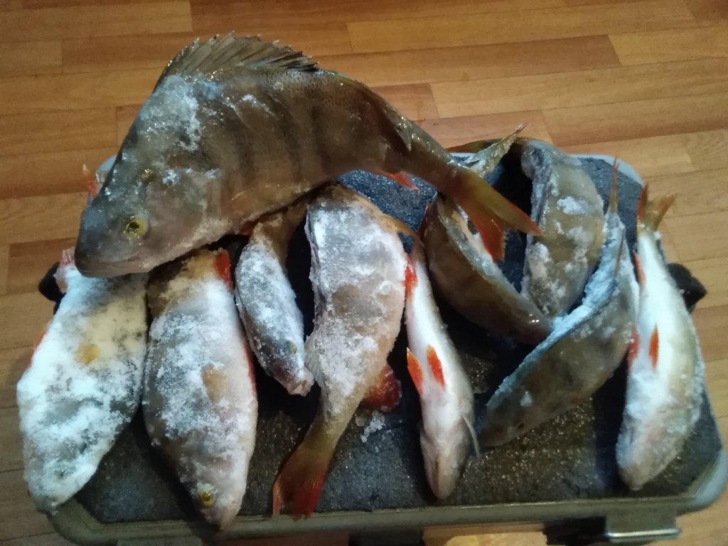 Карасукский окунек
