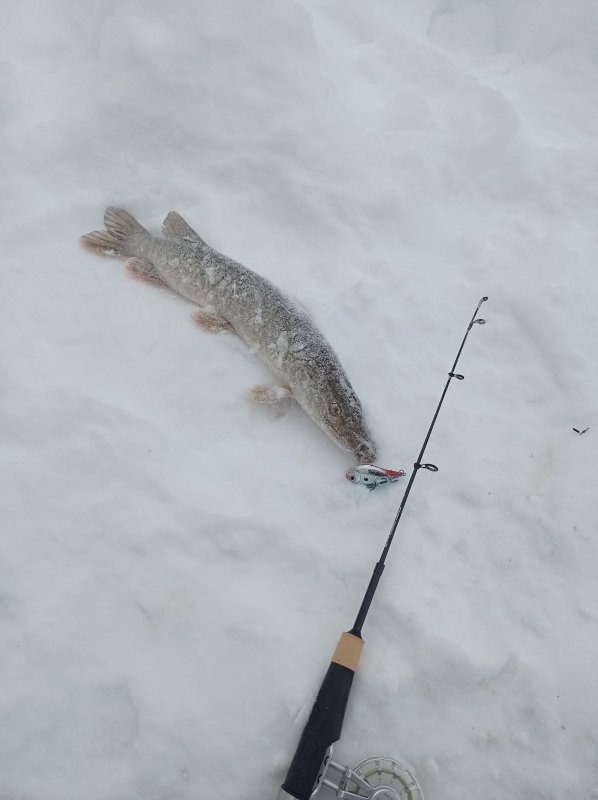 Rapala безотказная