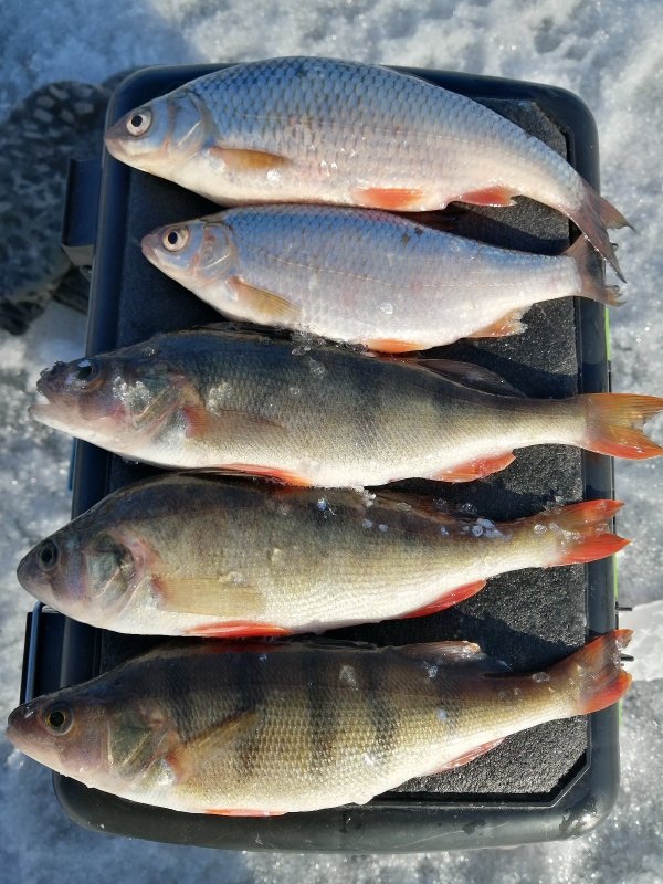 top5🎣
