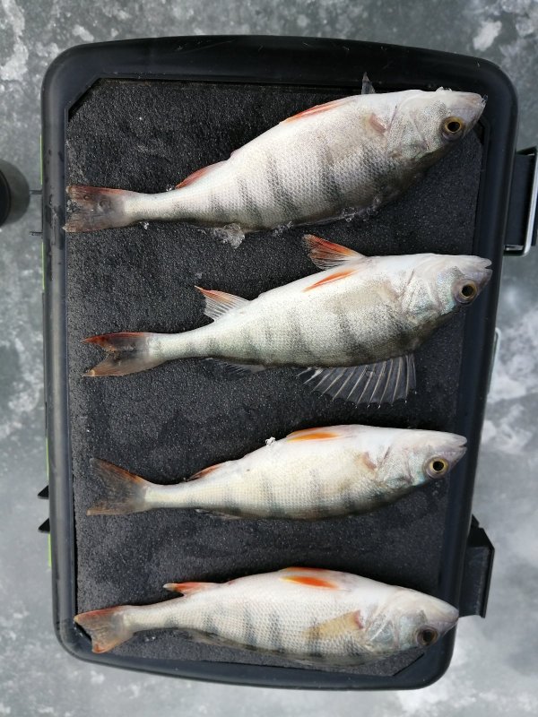 Top 4🎣🤣.