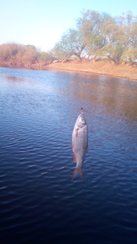 На мормышку