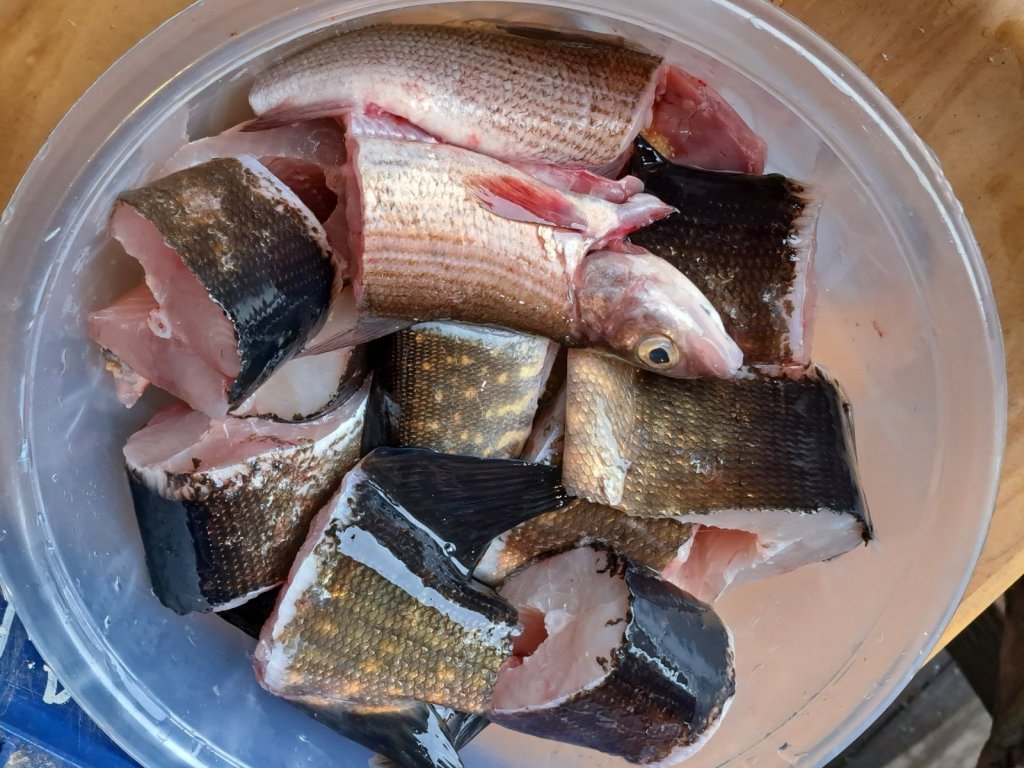 Хариус,щука.