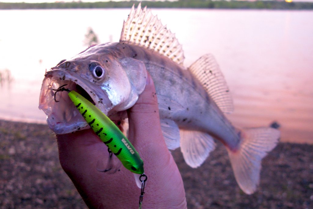 Обычный размер рыбки на реке.