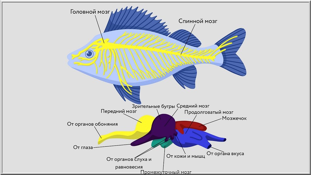 Насколько умён хищник, или «Щука помнит всё!»