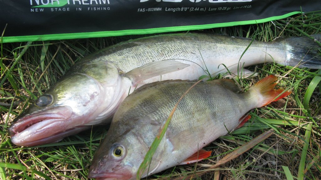 Norstream Favorite Jig Special FAS-802MMH: обзор новинки 2023