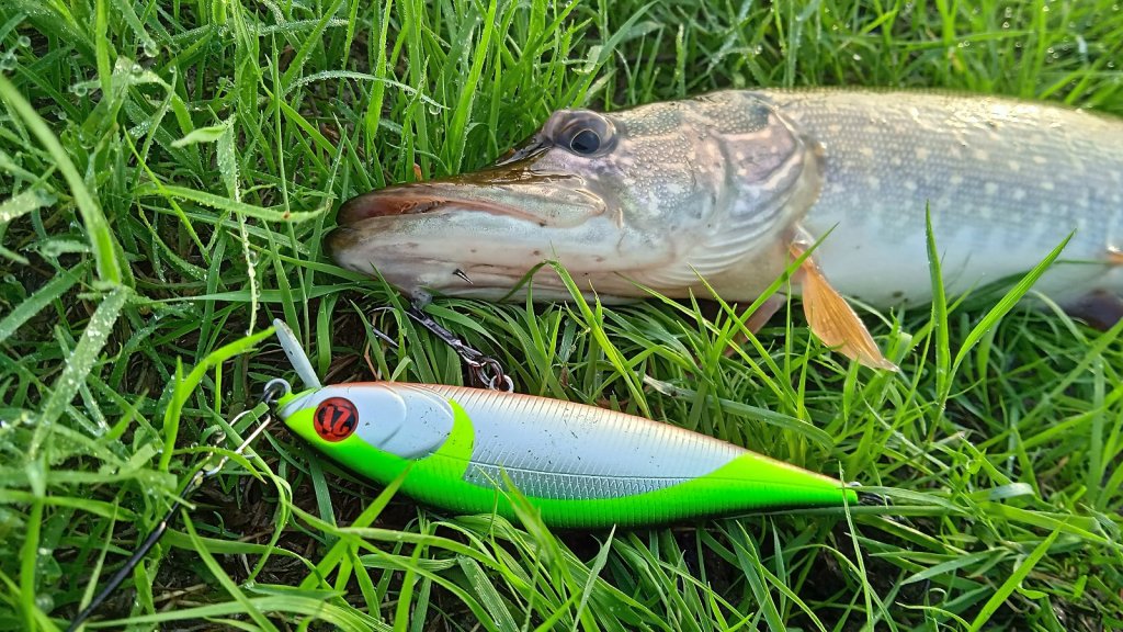 Bet-a-Minnow