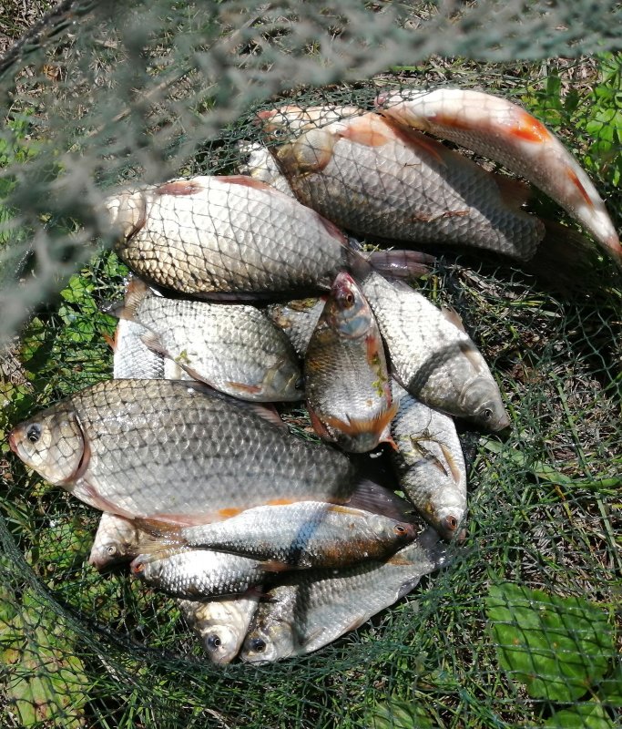 Криводановкие карасики.