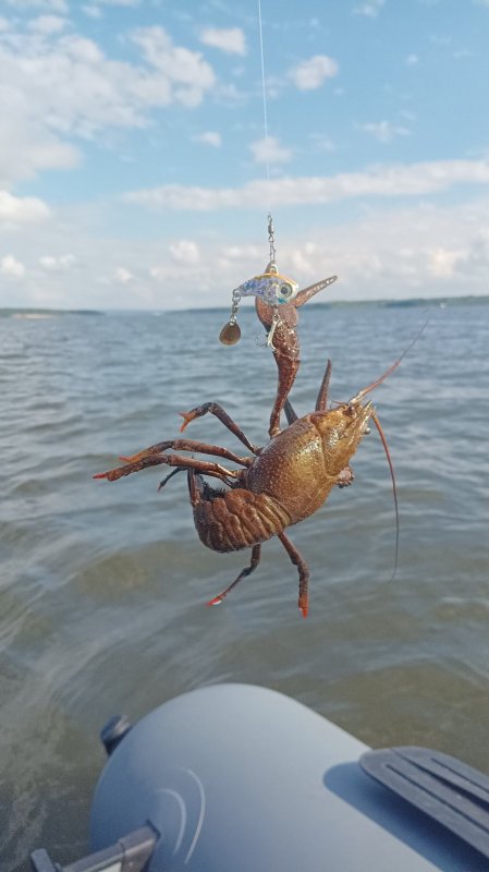 БЗ, рыбы нет