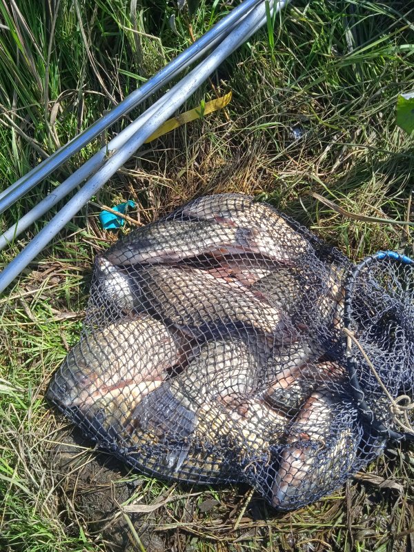 Городской карась🎣