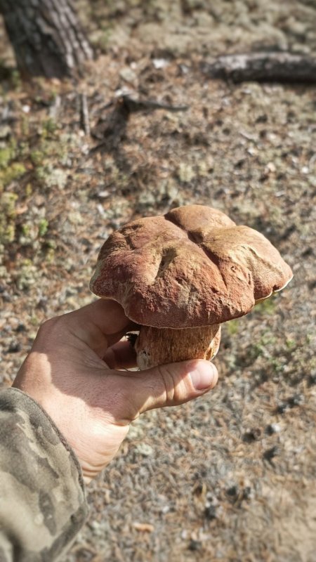а вот грибы неплохо клюют