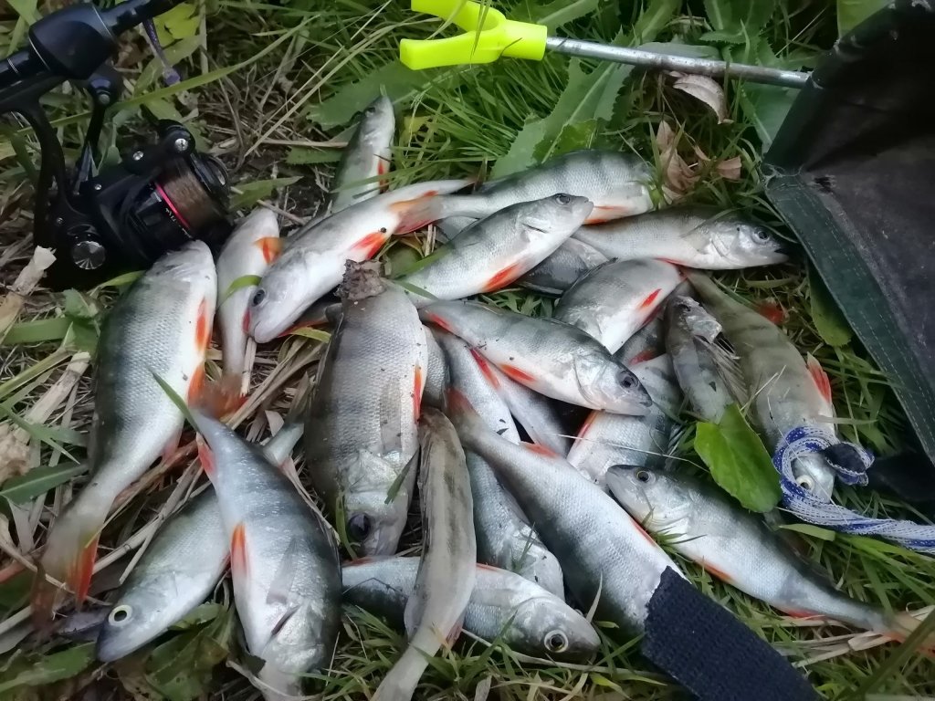 2 часа погонял окуней на местном водоеме.