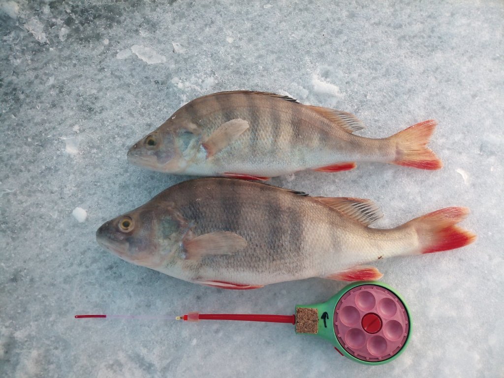 Первые-морские.