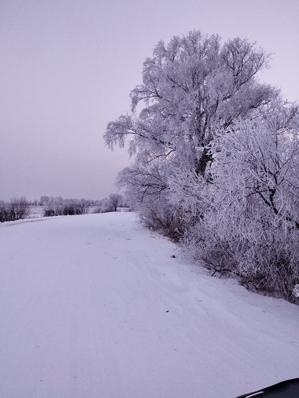 Деревья в серебре!..
