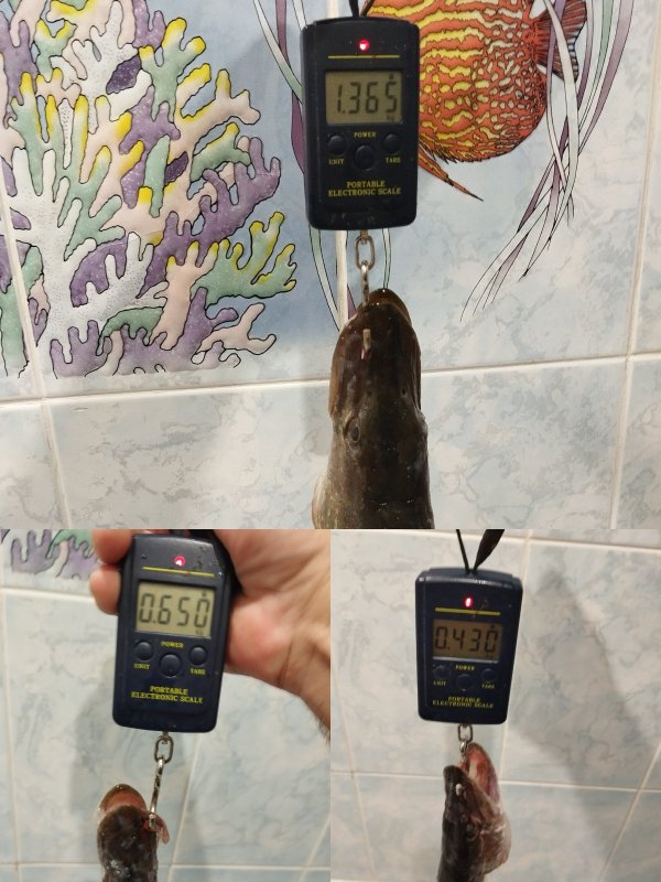 Трио!...