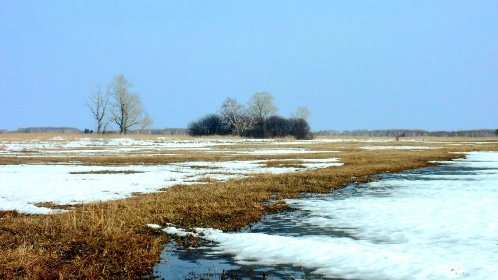Не за горами первые ручьи......
