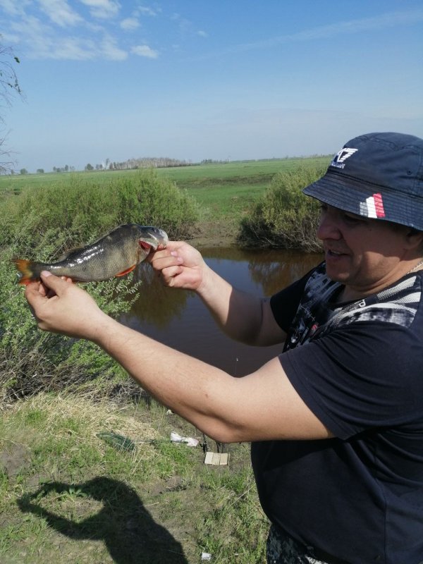 Каргат