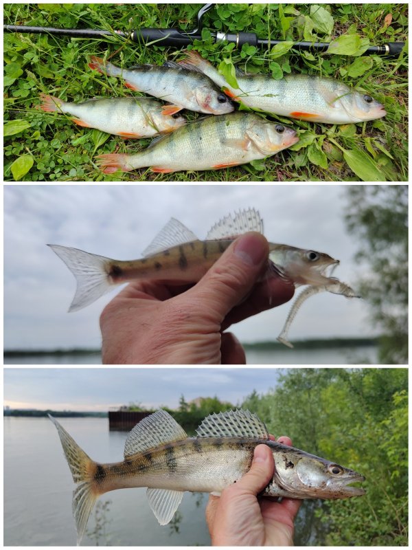Обские, не МОРСКИЕ!