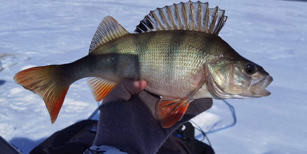 Морской красавчик