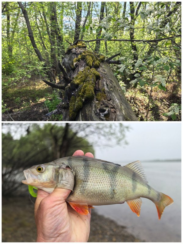 На реке Обь, впадает в СЛО.