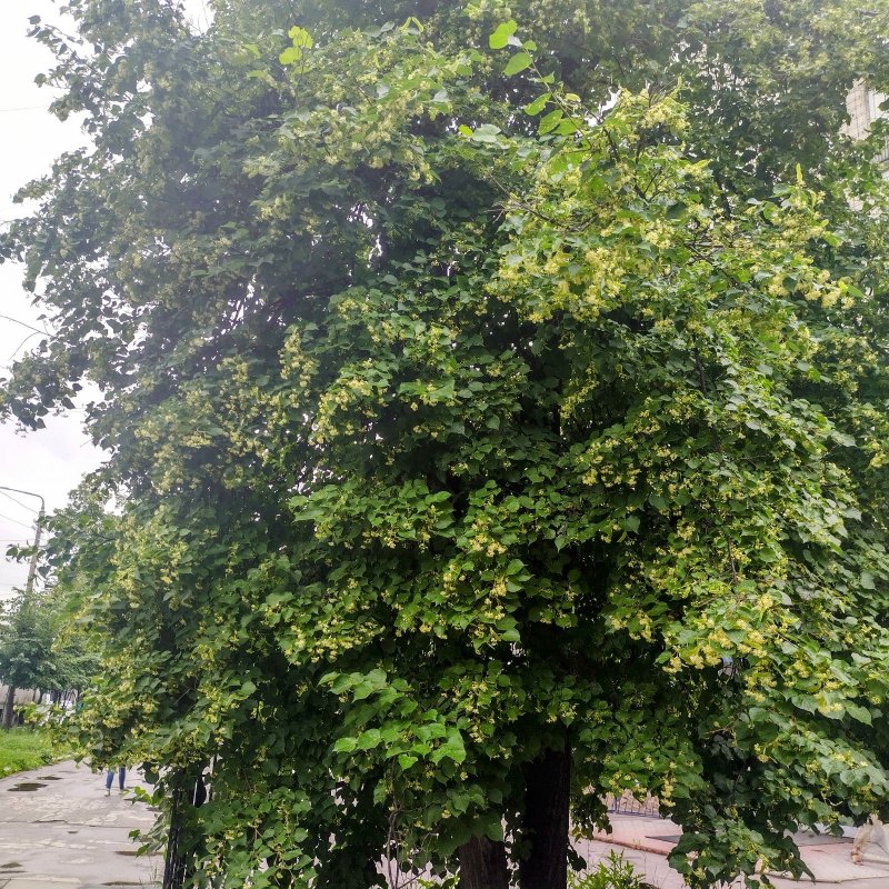 Липы....