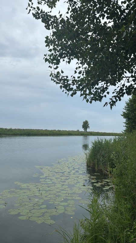 Глухое