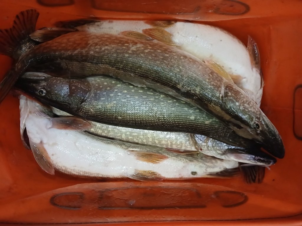 Соплякова