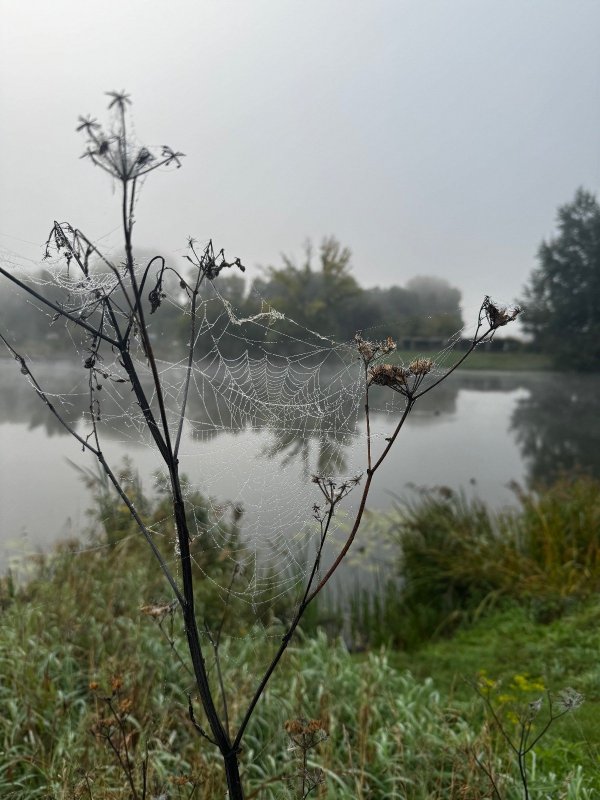 Глухое