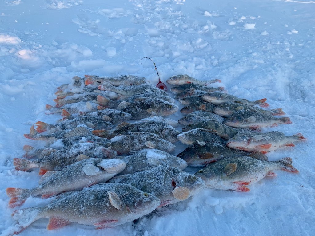 Морские воробьи
