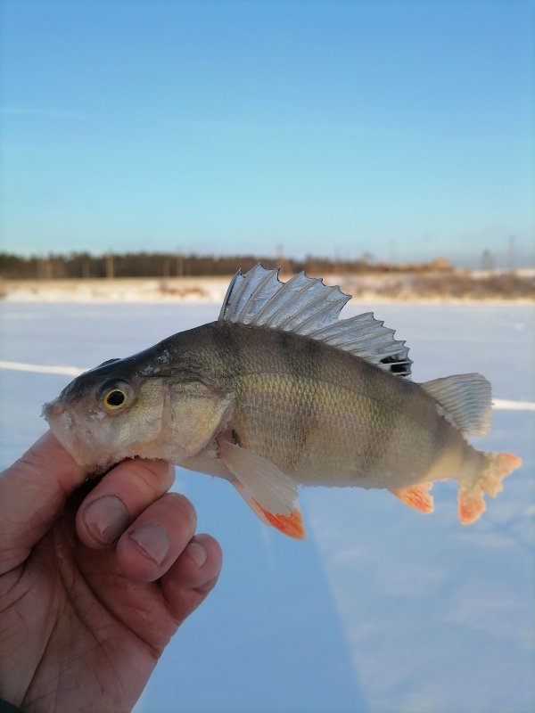 Бердский.
