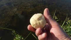 100% безотказная насадка на карася и плотву! Рыбалка на поплавок