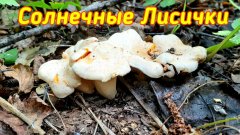 Собираем Лисички | Лесную Клубнику | Режим веники | Обучаем молодое поколение