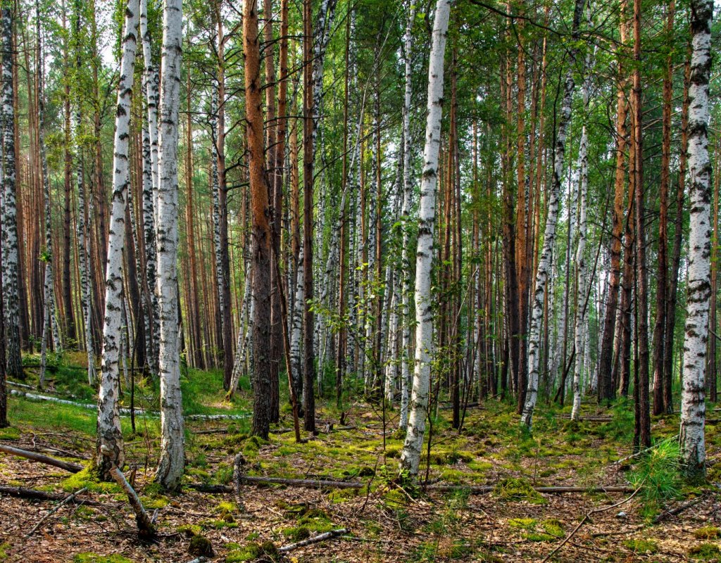 Берёзки среди сосен