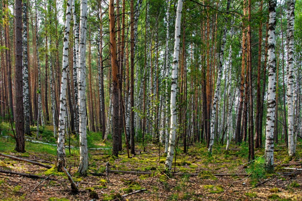 Берёзки среди сосен