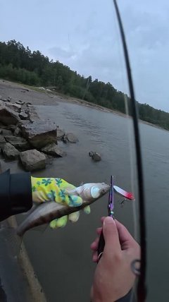 Ловня судаков на Оби на воблеры.