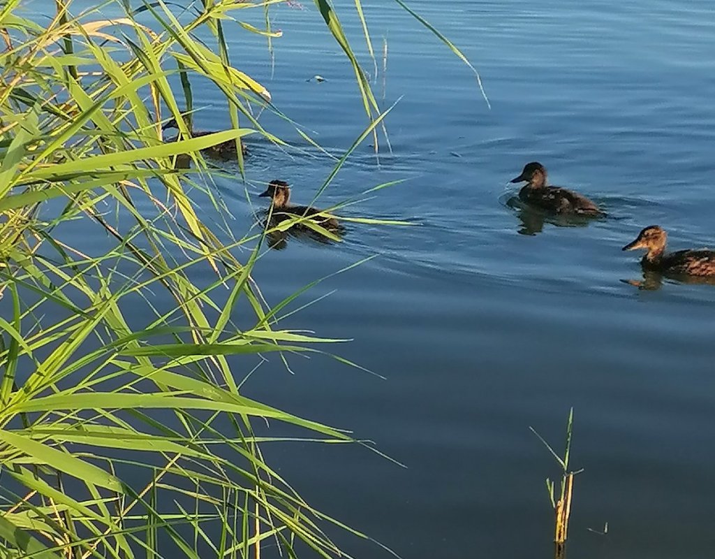 На болоте за огородами.