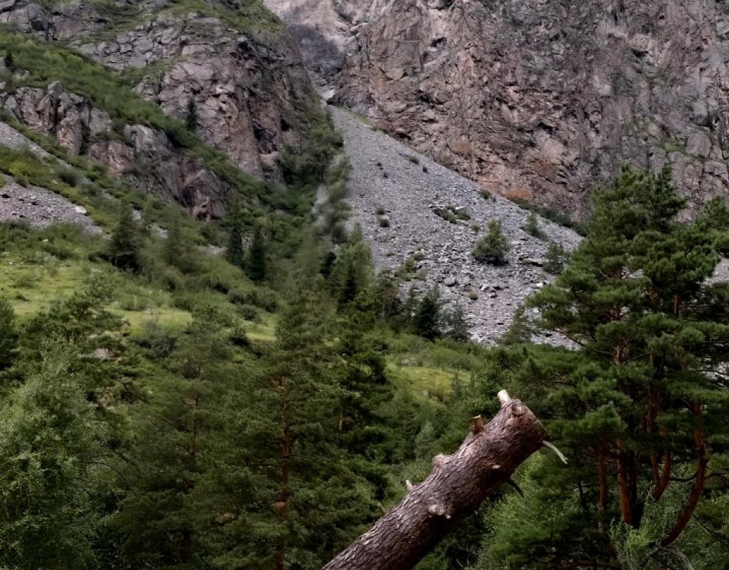 Была Лиственница