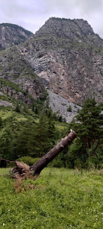 Была Лиственница