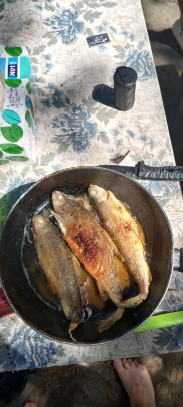 Рыба есть