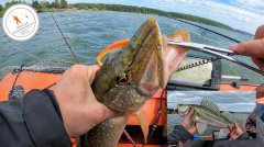 Ловим хищника на реке!Судак и щука в сентябре! 🎣