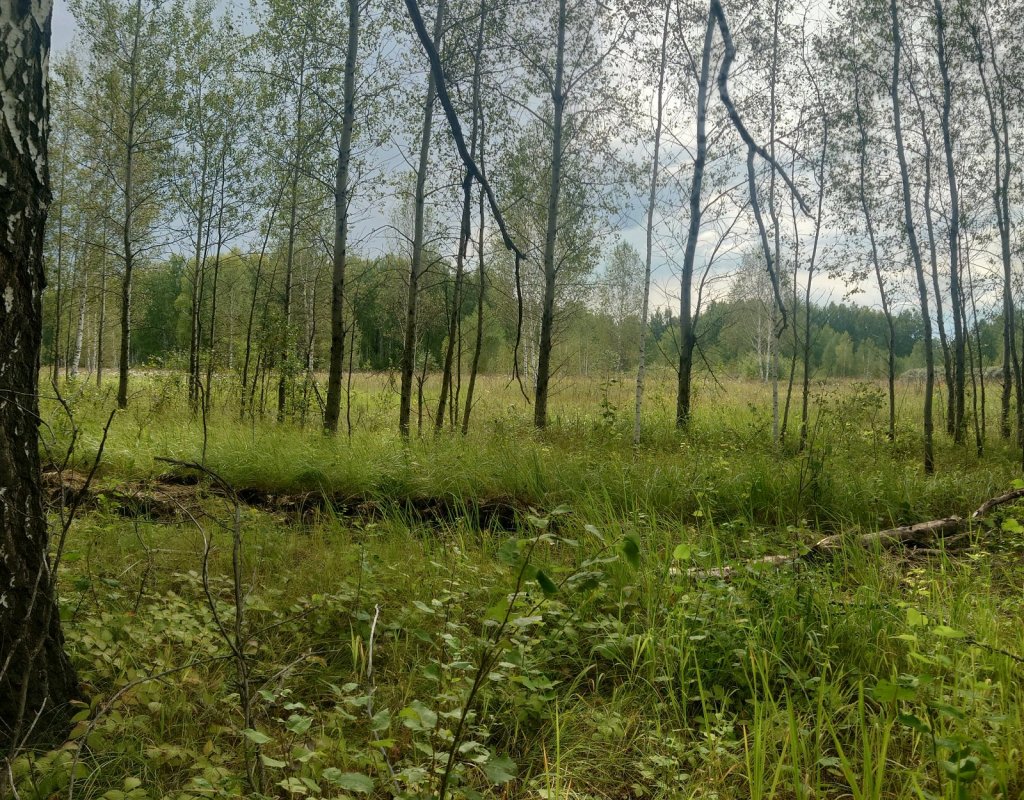 По пути на рыбалку