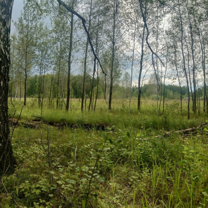 По пути на рыбалку