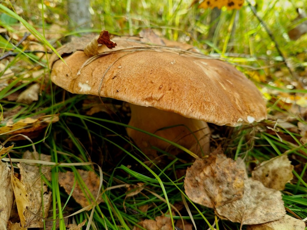 " Симпатяга".