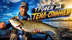 За таким жерехом стоило ехать! Трофей на тэйл-спиннер.